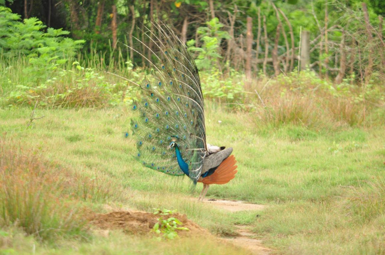 Ranakeliya Lodge - Yala Dış mekan fotoğraf
