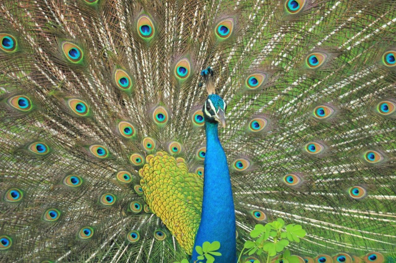 Ranakeliya Lodge - Yala Dış mekan fotoğraf