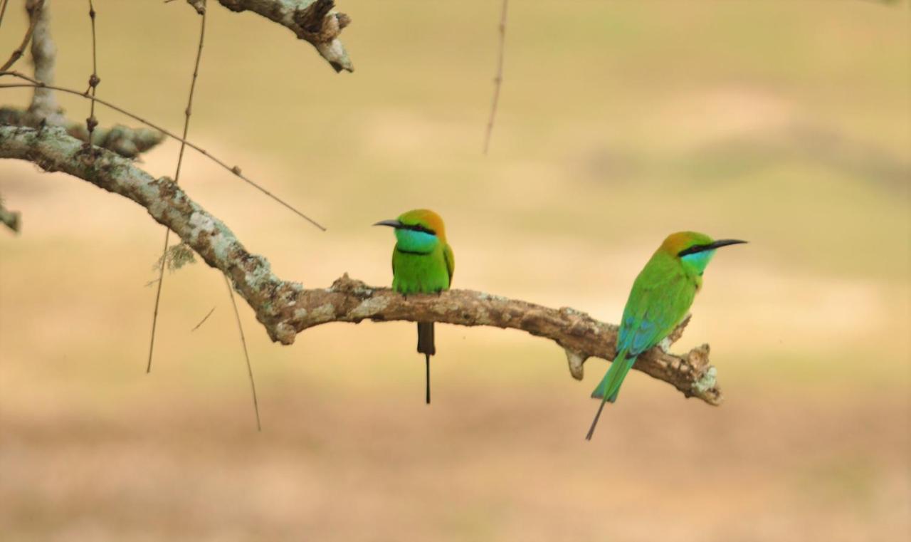Ranakeliya Lodge - Yala Dış mekan fotoğraf