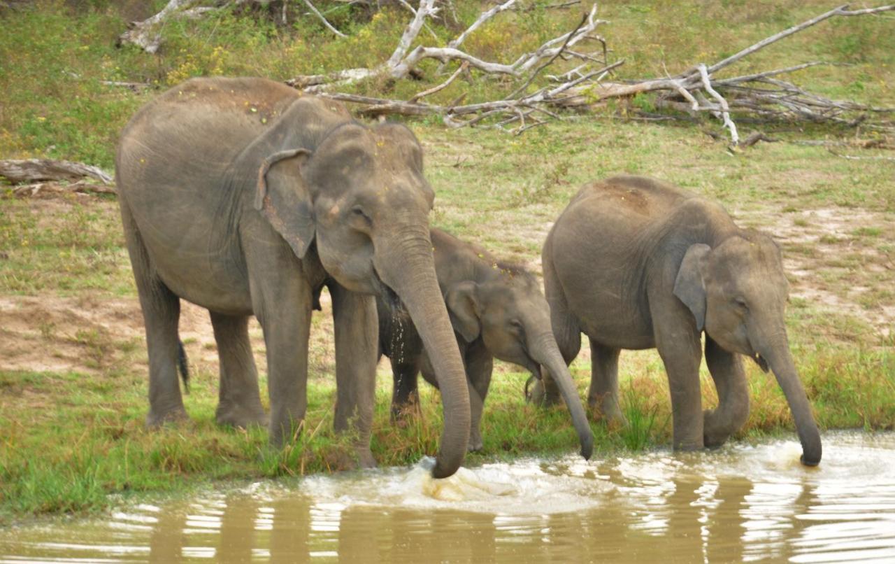 Ranakeliya Lodge - Yala Dış mekan fotoğraf