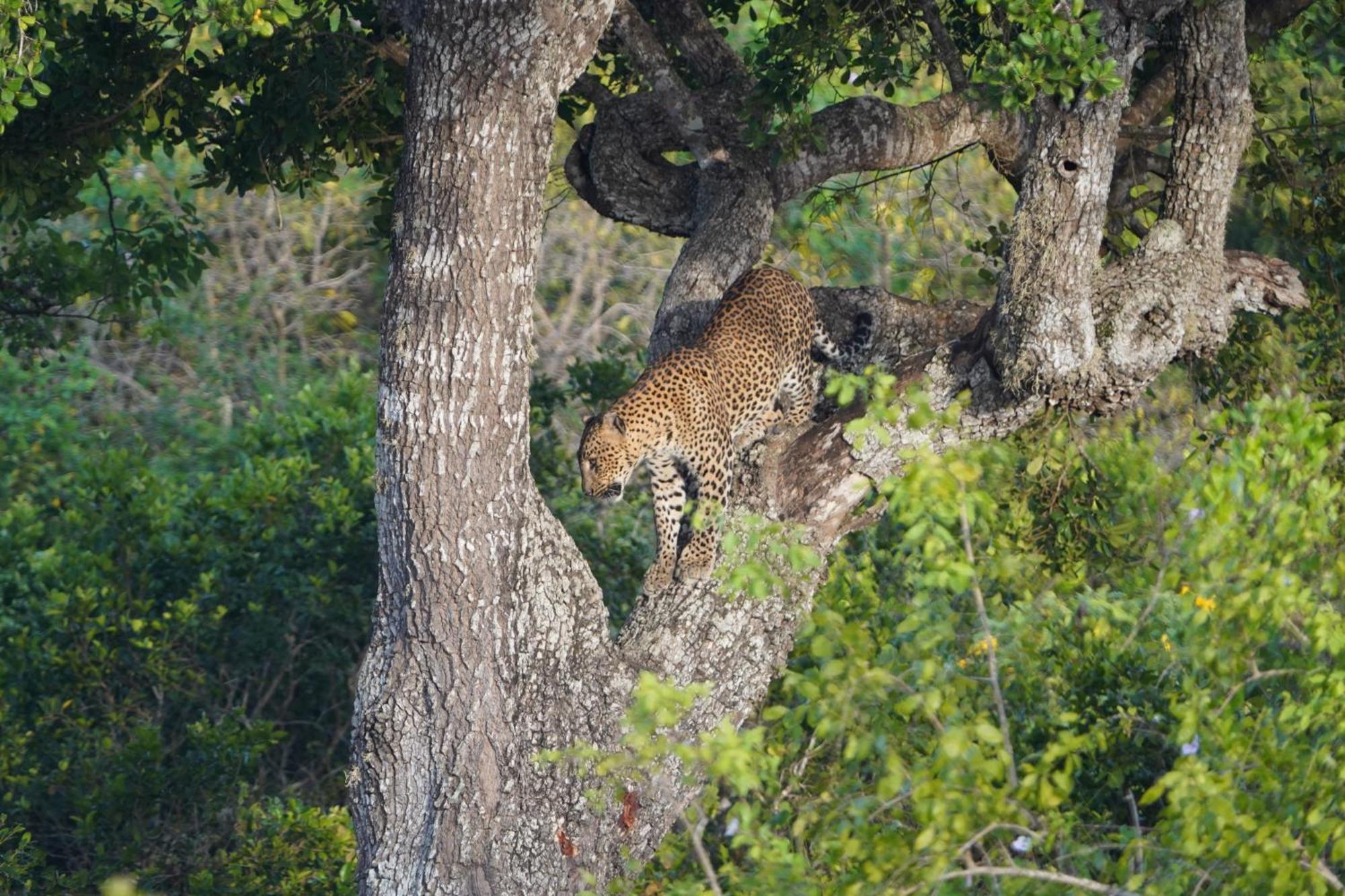 Ranakeliya Lodge - Yala Dış mekan fotoğraf